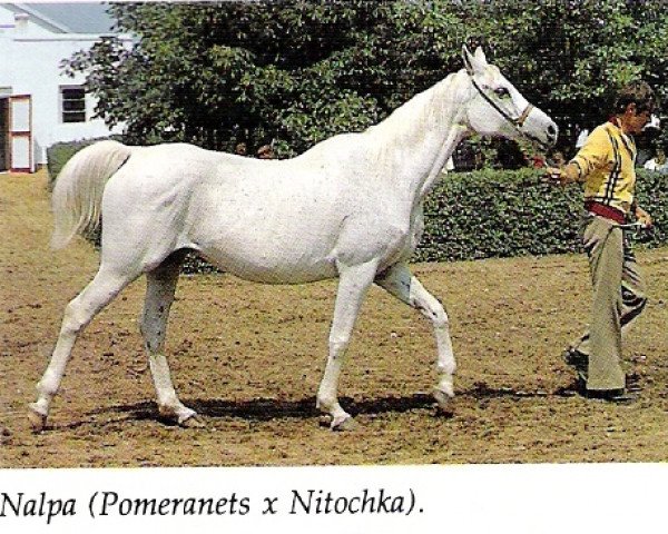 broodmare Nalpa ox (Arabian purebred, 1964, from Pomeranets 1952 ox)