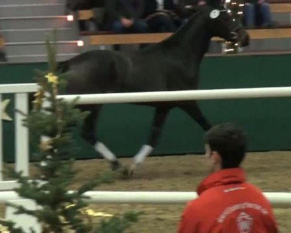 NRW-Hauptkörung für Reitpferdehengste
Montag,den 21.November 2011
4.Ring
