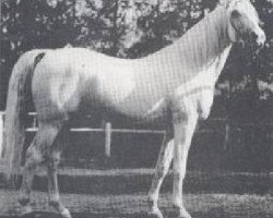 stallion Gazal 1898 ox (Arabian purebred, 1898, from Gazlan I 1881 ox)