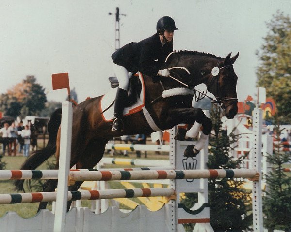 horse Daccord 001 (Hanoverian, 1982, from Dürkheim)