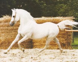 stallion Shagar ox (Arabian purebred, 1966, from Ghazal 1953 EAO)