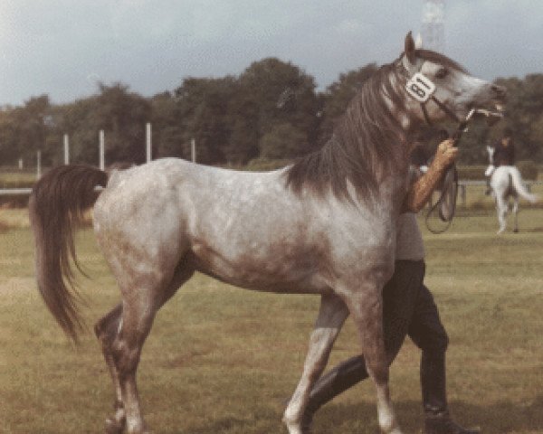 stallion Kasyd ox (Arabian purebred, 1969, from Kaisoon 1958 EAO)