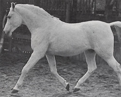 stallion Adonah ox (Arabian purebred, 1936, from Fetysz ox 1924)