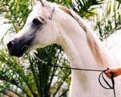stallion Abbas Pasha I ox (Arabian purebred, 1982, from Ansata Abbas Pasha 1964 ox)