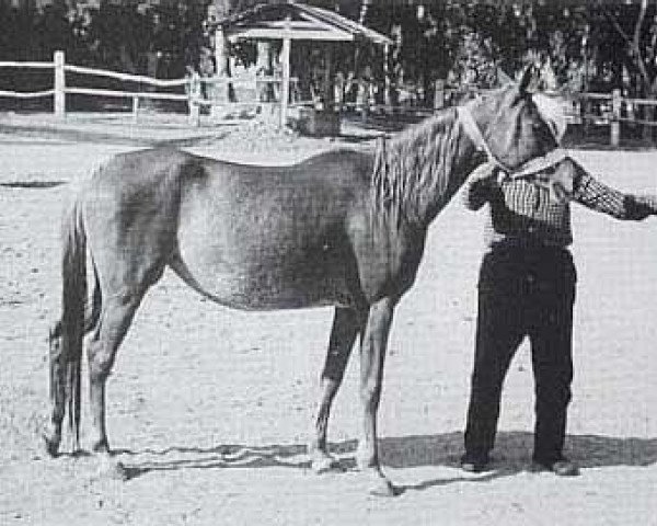 broodmare Mahlaha EAO (Arabian purebred, 1970, from Alaa El Din 1956 EAO)