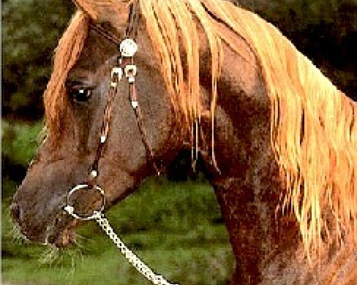 stallion Morhaf EAO (Arabian purebred, 1977, from Akhtal EAO)