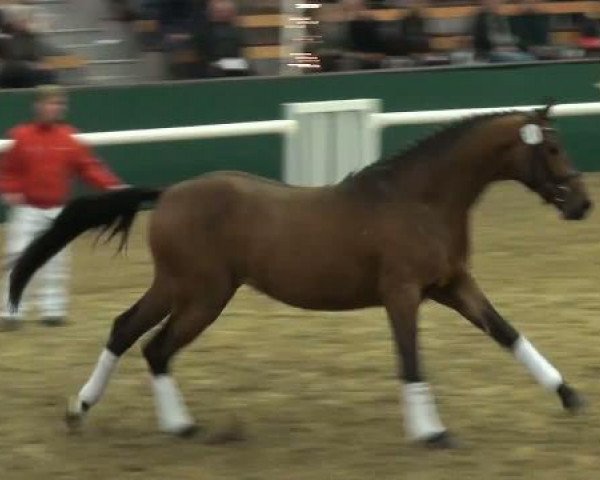 NRW-Hauptkörung für Reitpferdehengste
Montag,den 21.November 2011
2.Ring
