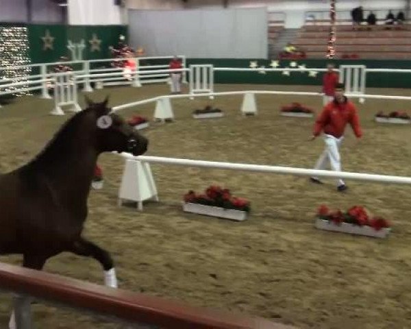 NRW-Hauptkörung für Reitpferdehengste
Montag,den 21.November 2011
1.Ring
