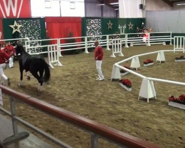NRW-Hauptkörung für Reitpferdehengste
Montag,den 21.November 2011
1.Ring
