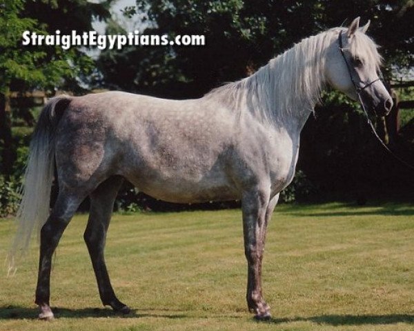broodmare Malaka EAO (Arabian purebred, 1984, from Ansata Halim Shah ox)