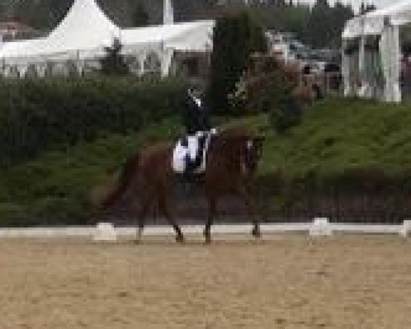 dressage horse Wilson 56 (Westphalian, 2003, from Windspiel As) dressage horse Wilson 56 (Westphalian, 2003, from Windspiel As)