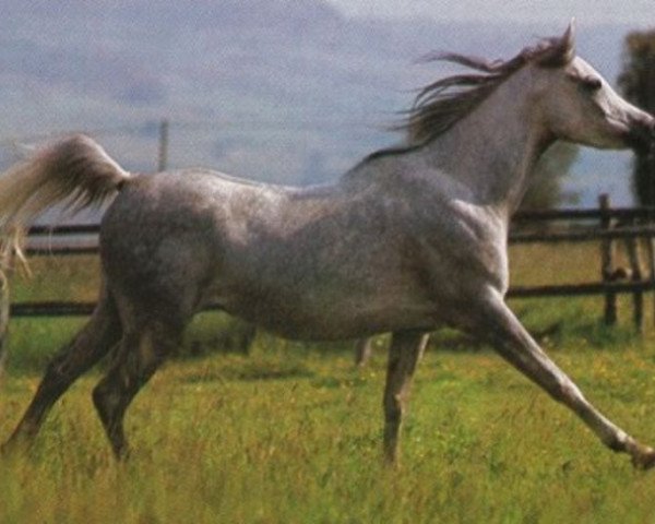 broodmare Nafteta 1976 ox (Arabian purebred, 1976, from Kaisoon 1958 EAO)