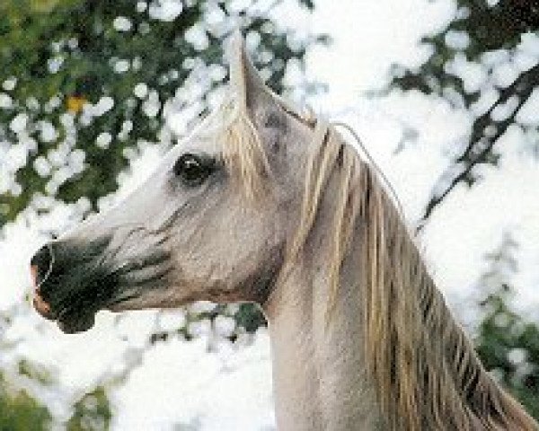 broodmare Hamasa Bint Nafteta ox (Arabian purebred, 1983, from Farag 1962 EAO)