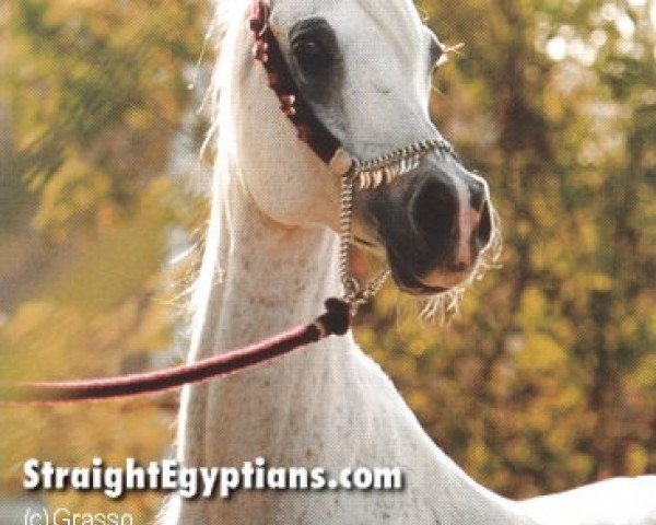 broodmare Hamasa Nafila (Arabian purebred, 1989, from Maysoun 1985 ox)