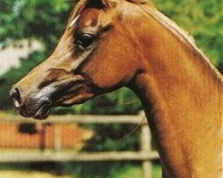 broodmare Nashua ox (Arabian purebred, 1990, from Salaa El Dine EAO)
