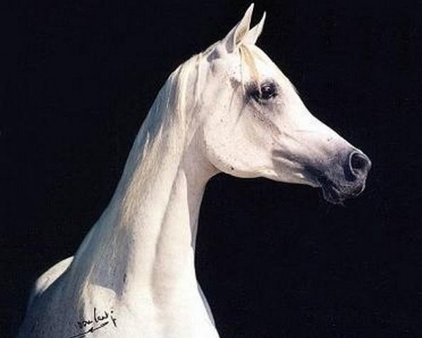 broodmare Amar ox (Arabian purebred, 1986, from Ansata Halim Shah ox)