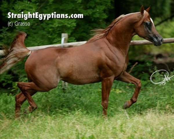 stallion Authentic Kharazi ox (Arabian purebred, 1999, from Maysoun 1985 ox)