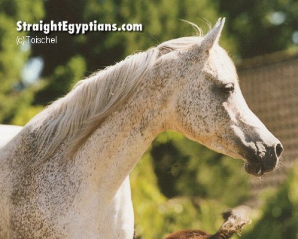 broodmare Ansata Ken Ranya ox (Arabian purebred, 1992, from Salaa El Dine EAO)