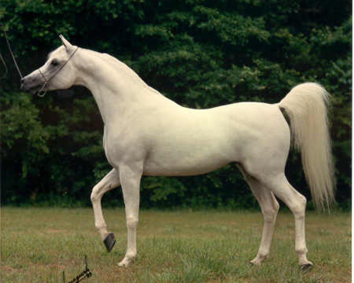 stallion Ansata Halim Shah ox (Arabian purebred, 1980, from Ansata Ibn Halima 1958 EAO)