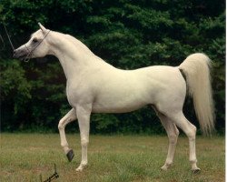 stallion Ansata Halim Shah ox (Arabian purebred, 1980, from Ansata Ibn Halima 1958 EAO)