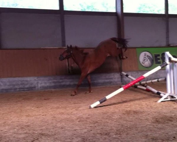 Video von MPS Lazy Liberty