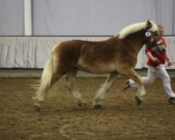stallion Hengst von Helmut (Rhenish-German Cold-Blood, 2011, from Helmut)