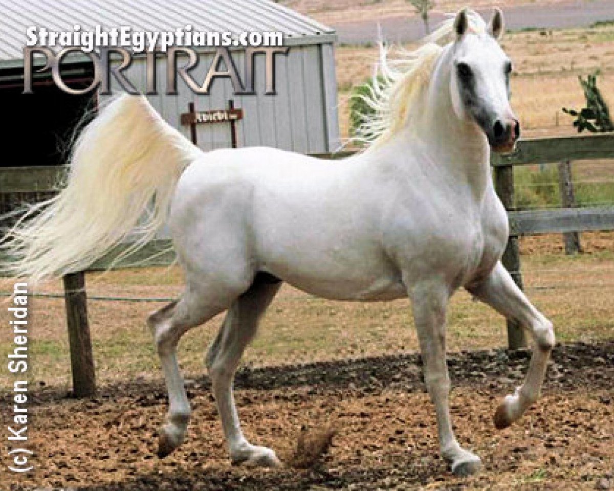 horse Salaa Sihr EAO (Arabian purebred, 1998, from Salaa El Dine EAO)