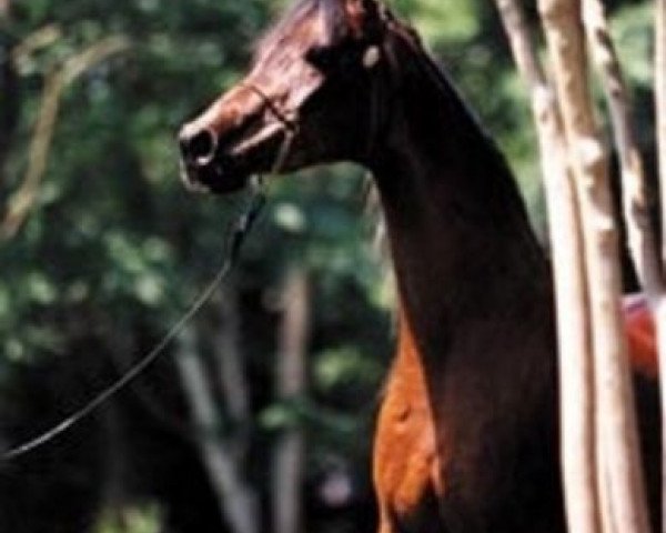 broodmare Sehnab ox (Arabian purebred, 1978, from Jamil ox)