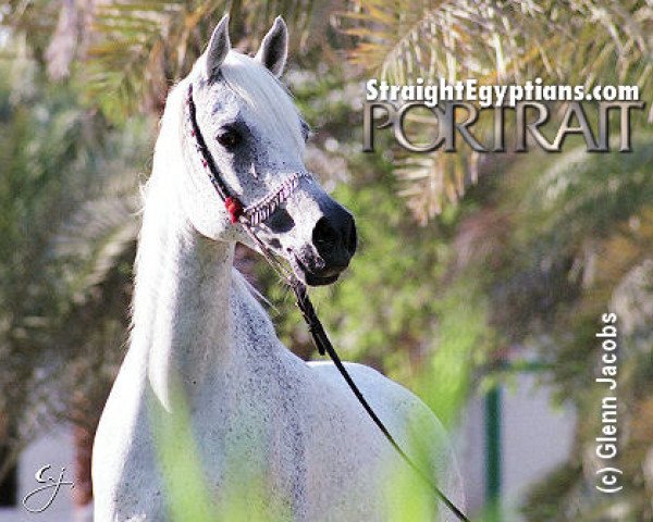 broodmare Seneca ox (Arabian purebred, 1993, from Salaa El Dine EAO)