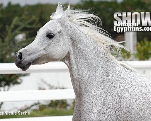 broodmare RN Farida ox (Arabian purebred, 1995, from Salaa El Dine EAO)
