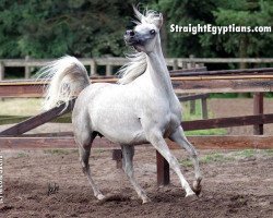 broodmare NK Nadirah ox (Arabian purebred, 2000, from Adnan EAO)