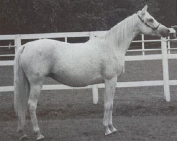 broodmare Ansata Prima Rose ox (Arabian purebred, 1985, from Jamil ox)