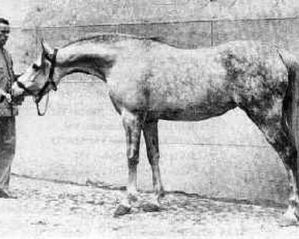 broodmare Reyna ox (Arabian purebred, 1925, from Skowronek 1909 ox)