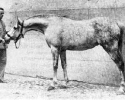broodmare Reyna ox (Arabian purebred, 1925, from Skowronek 1909 ox)