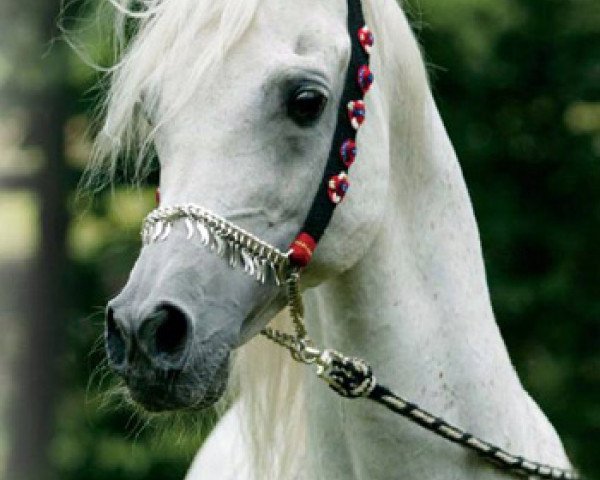 stallion Salaa El Dine EAO (Arabian purebred, 1985, from Ansata Halim Shah ox)