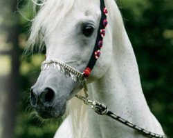 stallion Salaa El Dine EAO (Arabian purebred, 1985, from Ansata Halim Shah ox)