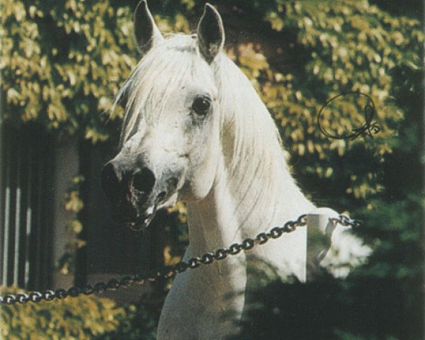 stallion Lohim ox (Arabian purebred, 1990, from Ansata Halim Shah ox)