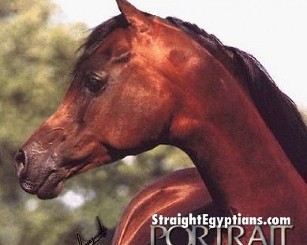 broodmare El Thay Tohfa ox (Arabian purebred, 1983, from Jamil ox)
