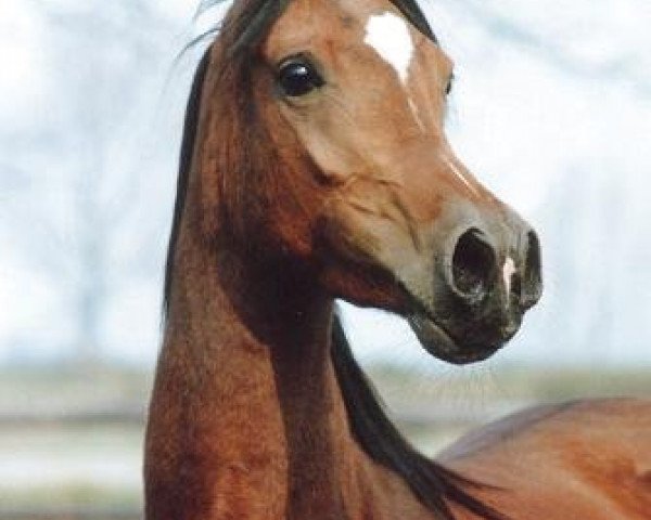 broodmare Thaisha ox (Arabian purebred, 1988, from El Thay Masoud ox)