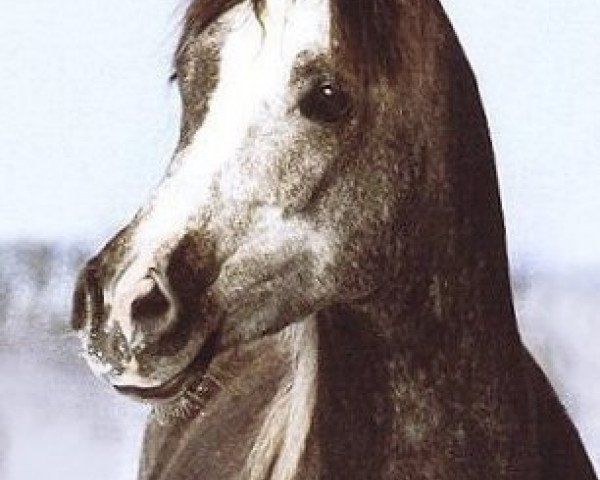 horse El Thay Shah Talal ox (Arabian purebred, 1989, from El Thay Ibn Halim Shah ox)
