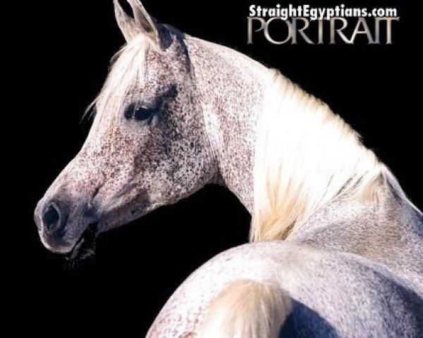 broodmare Tiffaha ox (Arabian purebred, 1981, from Jamil ox)