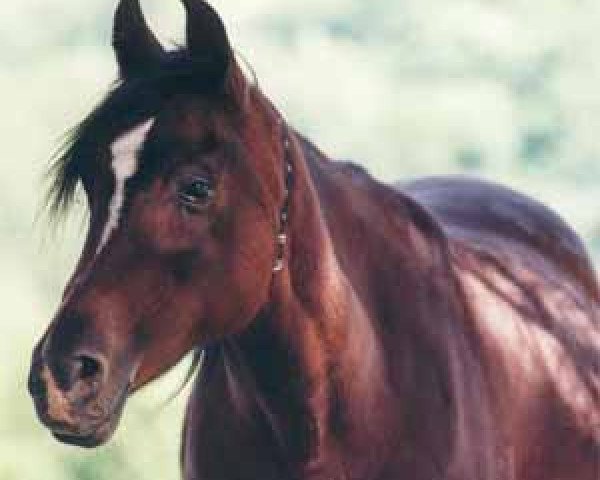 broodmare Tamara ox (Arabian purebred, 1980, from Jamil ox)