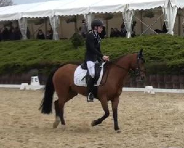 dressage horse Tonka 38 (German Riding Pony, 2000, from Top Nonstop)