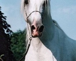 stallion El Thay Thamam ox (Arabian purebred, 1983, from Madkour I ox)