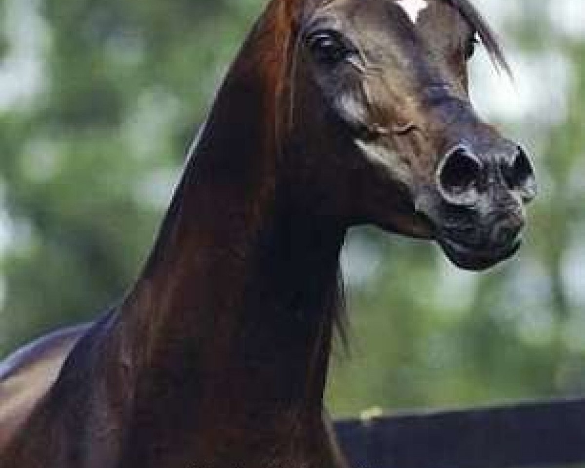 stallion Anaza Bay Shahh 1986 EAO (Arabian purebred, 1986, from Shaikh Al Badi 1969 ox)