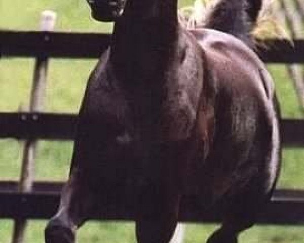 horse Simeon Sokaret ox (Arabian purebred, 1994, from Simeon Sadik 1989 EAO)