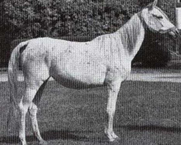 broodmare Looza ox (Arabian purebred, 1969, from Anter 1946 EAO)