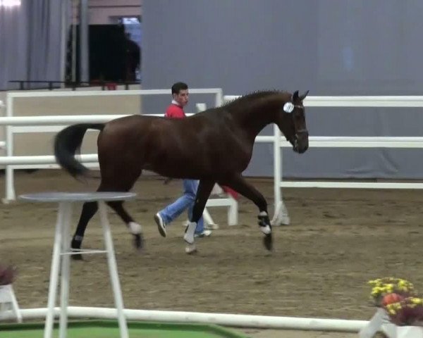 Video von Cup Cooper