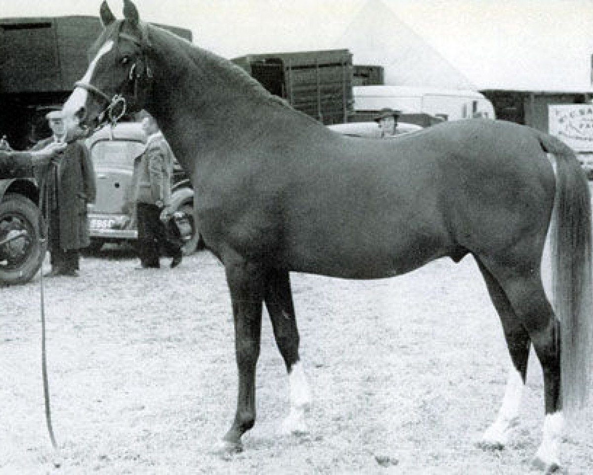 stallion Shihab EAO (Arabian purebred, 1935, from Algol ox)