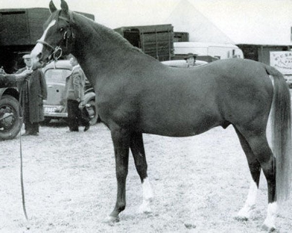 stallion Shihab EAO (Arabian purebred, 1935, from Algol ox)
